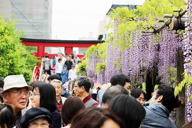 [Photo] Chiêm ngưỡng vẻ đẹp mê hoặc của hoa Tử đằng ảnh 9