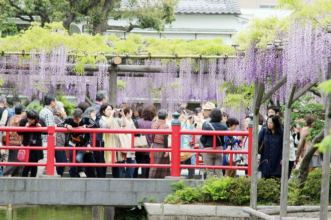 [Photo] Chiêm ngưỡng vẻ đẹp mê hoặc của hoa Tử đằng ảnh 1