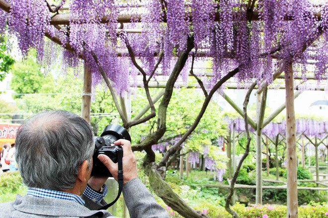 [Photo] Chiêm ngưỡng vẻ đẹp mê hoặc của hoa Tử đằng ảnh 5