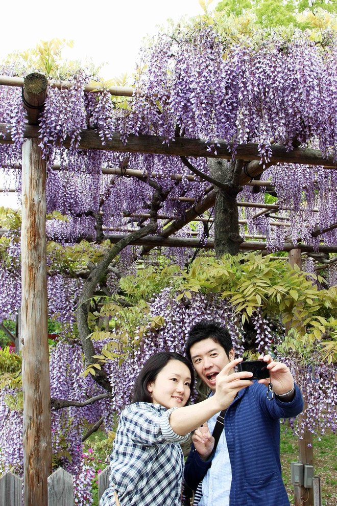 [Photo] Chiêm ngưỡng vẻ đẹp mê hoặc của hoa Tử đằng ảnh 6