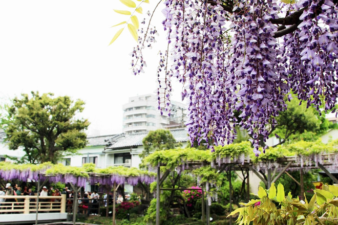 [Photo] Chiêm ngưỡng vẻ đẹp mê hoặc của hoa Tử đằng ảnh 3