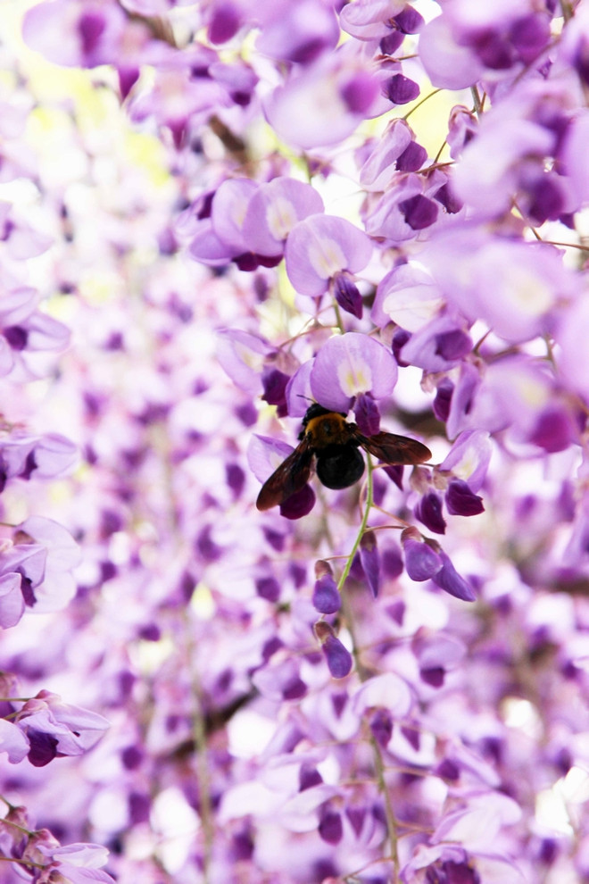 [Photo] Chiêm ngưỡng vẻ đẹp mê hoặc của hoa Tử đằng ảnh 10