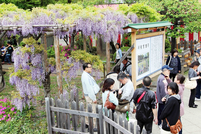 [Photo] Chiêm ngưỡng vẻ đẹp mê hoặc của hoa Tử đằng ảnh 7