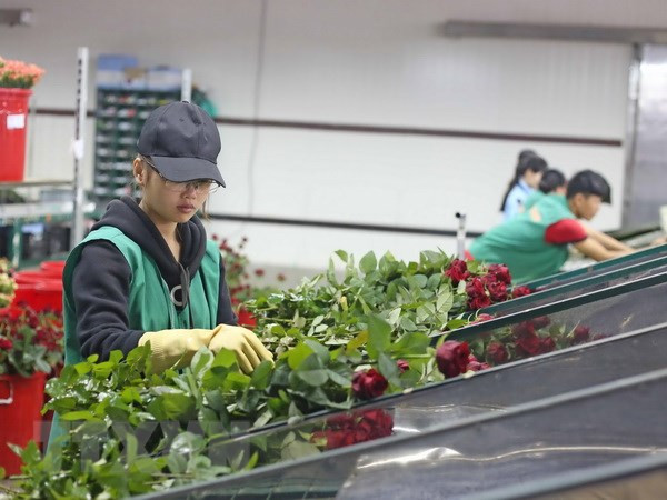 Sản lượng giảm, giá hoa hồng Đà Lạt bất ngờ tăng mạnh ảnh 1