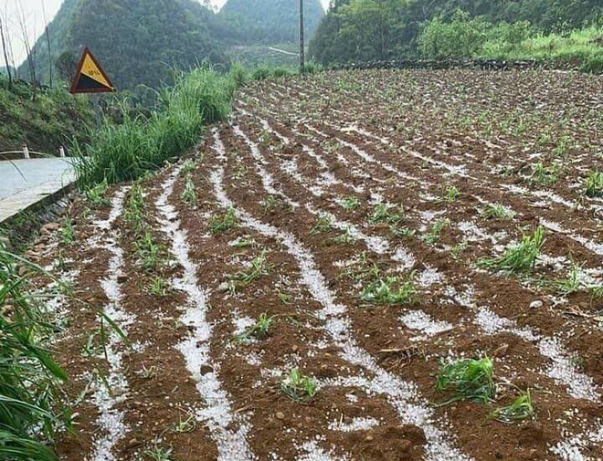Xuất hiện mưa đá tại một số xã vùng cao ở tỉnh Cao Bằng ảnh 2
