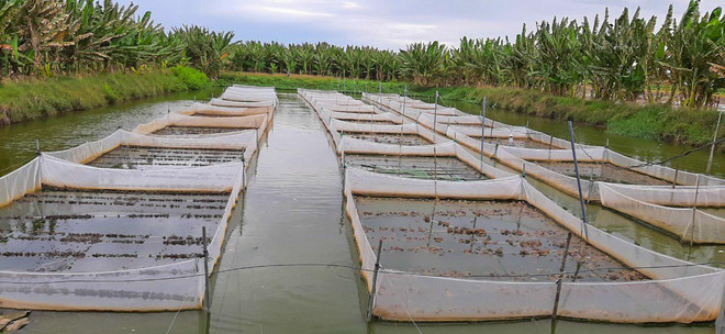 Nông dân huyện Tháp Mười nuôi ếch lãi hơn 20.000 đồng mỗi kg ảnh 1