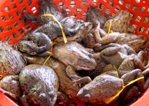 Nông dân huyện Tháp Mười nuôi ếch lãi hơn 20.000 đồng mỗi kg ảnh 2