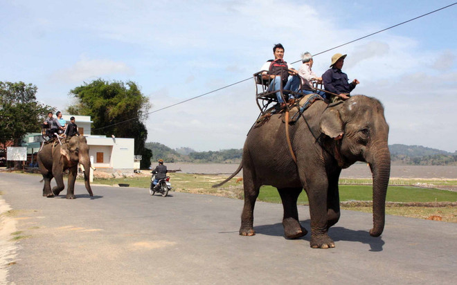 Đầu năm lên Đắk Lắk trải nghiệm du lịch “trên lưng voi” ảnh 1