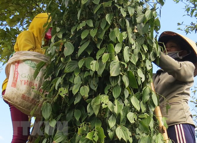 'Hoạt động của doanh nghiệp tại địa phương ngày càng sôi động' ảnh 1