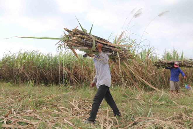 Nông dân xã Lưu Nghiệp Anh, huyện Trà Cú (Trà Vinh) thu hoạch mía. (Ảnh: Thanh Hòa/TTXVN) Thủ tướng: Nhà nước không bao cấp cho ngành mía đường ảnh 1