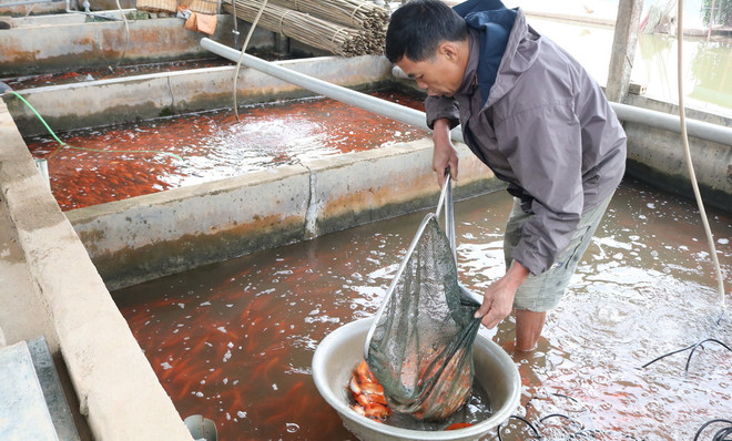 Làng cá chép đỏ Thủy Trầm sôi động mùa Tết "ông Công, ông Táo" ảnh 2