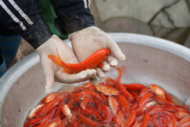 Làng cá chép đỏ Thủy Trầm sôi động mùa Tết "ông Công, ông Táo" ảnh 1