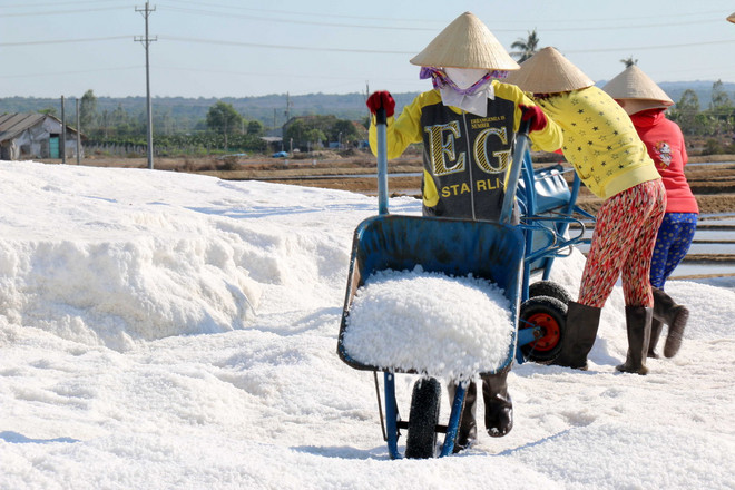 [Photo] Diêm dân Bình Thuận vào cao điểm thu hoạch vụ muối chính ảnh 3