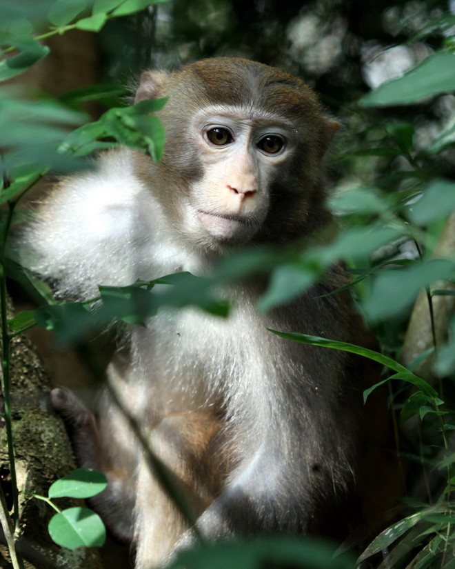 Bảo tồn và phát triển bền vững Vườn di sản ASEAN Kon Ka Kinh ảnh 2