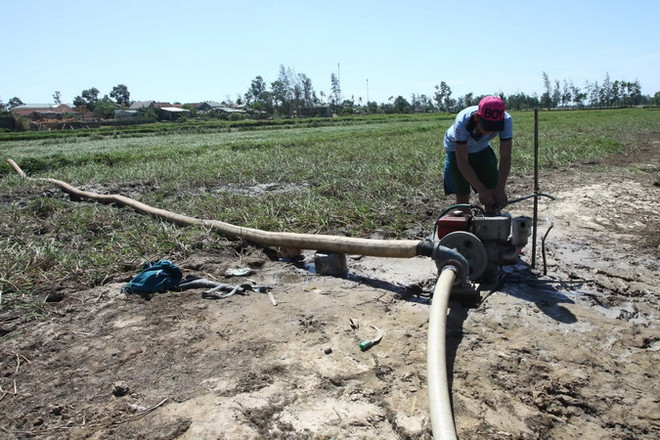 Nông dân Cà Mau thiệt hại hàng chục tỷ đồng do hạn hán ảnh 1