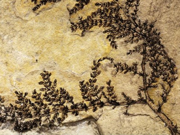 Phát hiện mới nhất về loài cây có hoa đầu tiên trên thế giới ảnh 1