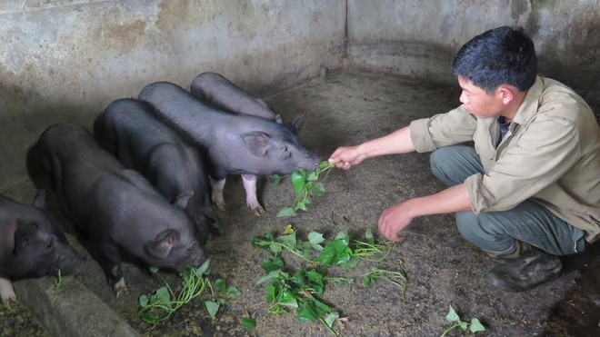 Lợn đen Mường Khương: Tài sản quý của người vùng cao ảnh 1