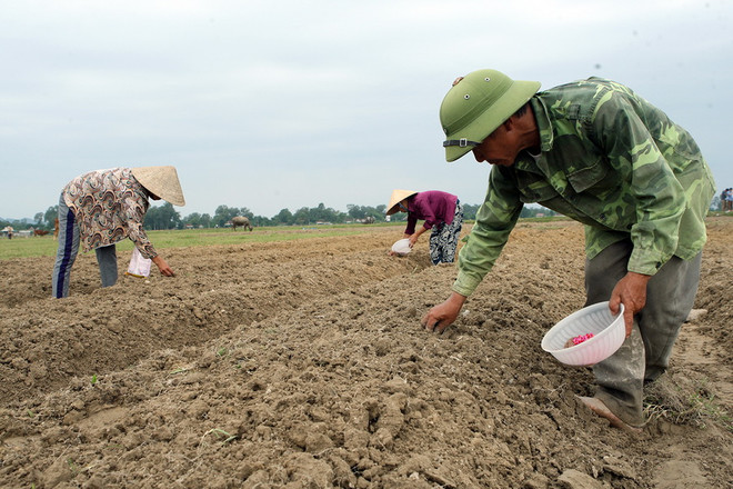 Quốc hội ủng hộ mở rộng diện miễn thuế sử dụng đất nông nghiệp ảnh 1