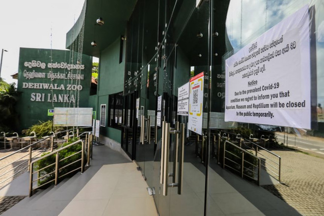 Vườn thú Sri Lanka ghi nhận trường hợp sư tử mắc COVID-19 ảnh 1