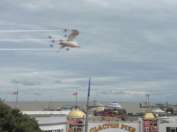 Hy hữu cảnh tượng chú hải âu may mắn được cả đội phi cơ hộ tống ảnh 1