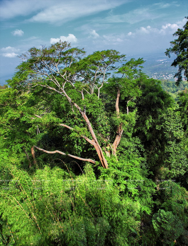 Lên đỉnh Bà Rá - một trong ba ngọn núi cao nhất Đông Nam Bộ ảnh 6