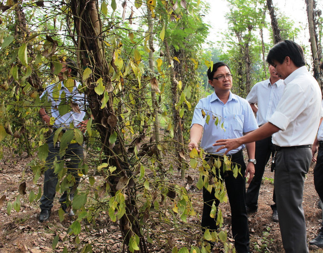 Rừng hồ tiêu chết khô, giá rớt thảm, lòng người trồng héo hắt ảnh 1