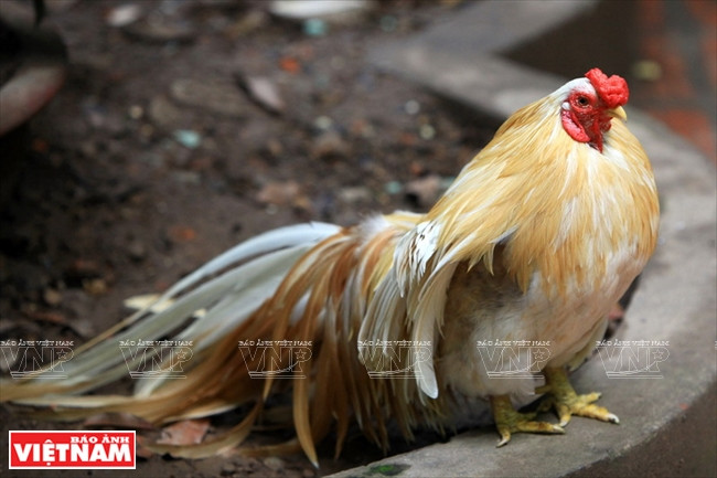 Dân chơi Hà Nội "phát sốt" với thú nuôi gà cảnh mới lạ ảnh 1