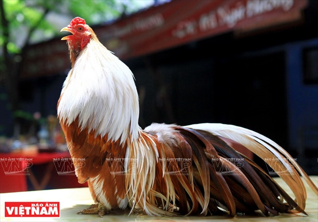 Dân chơi Hà Nội "phát sốt" với thú nuôi gà cảnh mới lạ ảnh 3