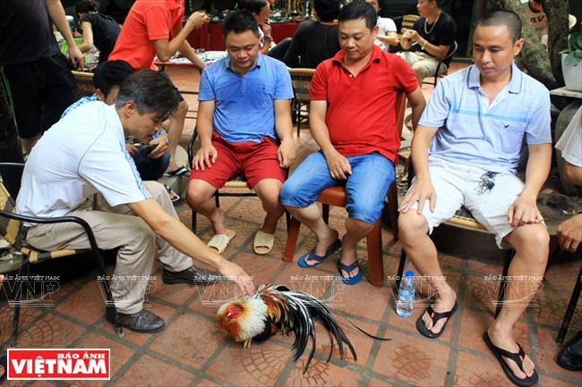 Dân chơi Hà Nội "phát sốt" với thú nuôi gà cảnh mới lạ ảnh 11