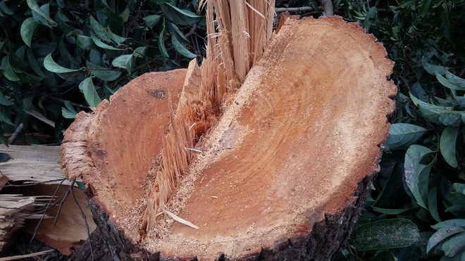 Đắk Nông yêu cầu tăng mức kỷ luật với cán bộ kiểm lâm làm mất rừng ảnh 1