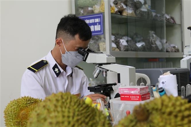 Xuất khẩu nông sản qua các cửa khẩu Lạng Sơn tăng mạnh đầu năm 2023 ảnh 2