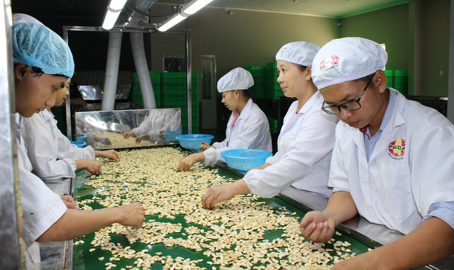 Công nhân chế biến hạt điều xuất khẩu. (Nguồn: TTXVN) Việt Nam xây dựng vùng nguyên liệu điều 1 triệu tấn ở Campuchia ảnh 1