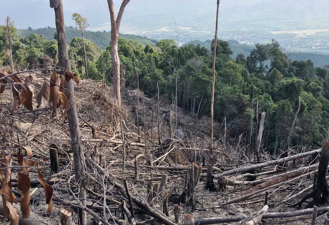 Làm rõ có hay không việc chính quyền địa phương bao che phá rừng ảnh 1