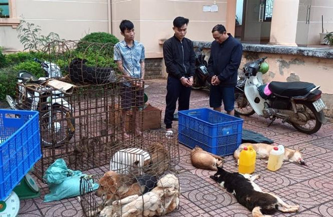 Đắk Nông: Tạm giữ nhóm trộm chó chuyên nghiệp, liên tỉnh ảnh 1