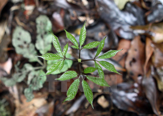 Dược liệu Việt Nam có cơ hội vươn ra thị trường thế giới? ảnh 1