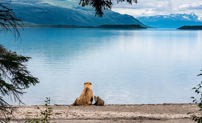 [Photo] Hạnh phúc khi nhìn gấu mẹ dạy con những bài học đầu đời ảnh 1