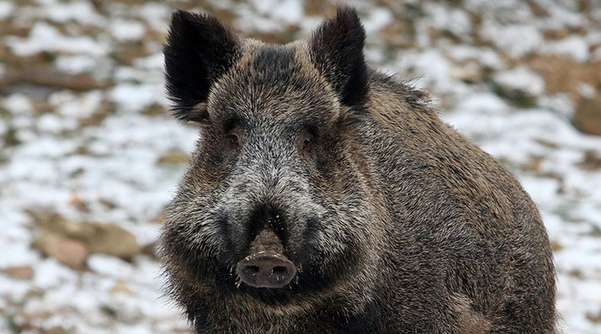 Nhật Bản đau đầu giải quyết nạn lợn rừng đột biến ở Fukushima ảnh 1