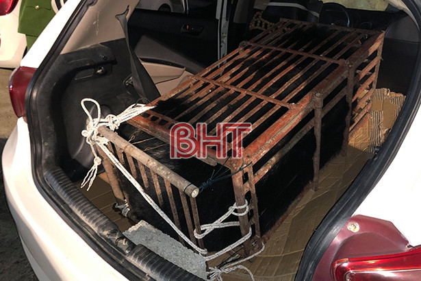 Hà Tĩnh: Bắt giữ xe taxi chở trái phép động vật hoang dã ảnh 1