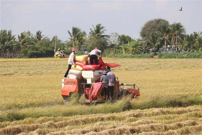 Nông dân Bà Rịa-Vũng Tàu trúng mùa, được giá vụ lúa Hè Thu ảnh 1