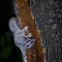 Loài sóc bay Krefft được phát hiện trong một cuộc khảo sát động vật hoang dã tại Rừng bạch đàn Victoria. (Nguồn: Đại học Melbourne)