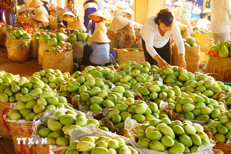 Từng bước đưa trái xoài thành ngành hàng xuất khẩu chủ lực