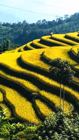 Những chiếc cúp World Travel Awards và bài toán giữ khách, giữ giá trị cho du lịch Việt