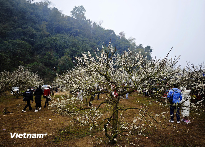 vnp-toan-canh-3.jpg