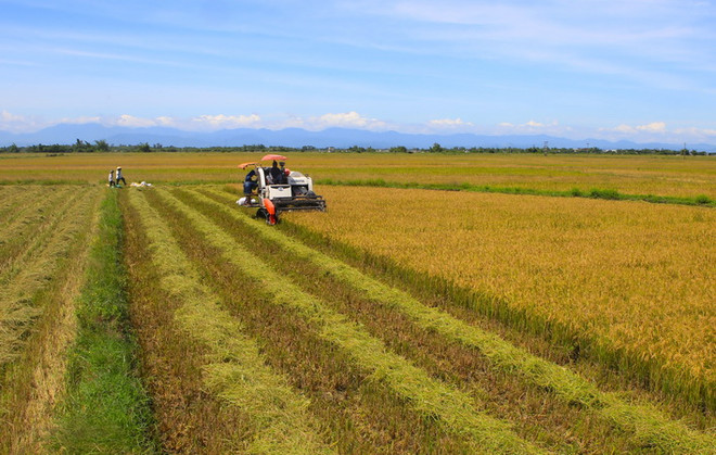 Sản lượng lúa Hè Thu của Long An đạt cao nhất từ trước đến nay ảnh 2