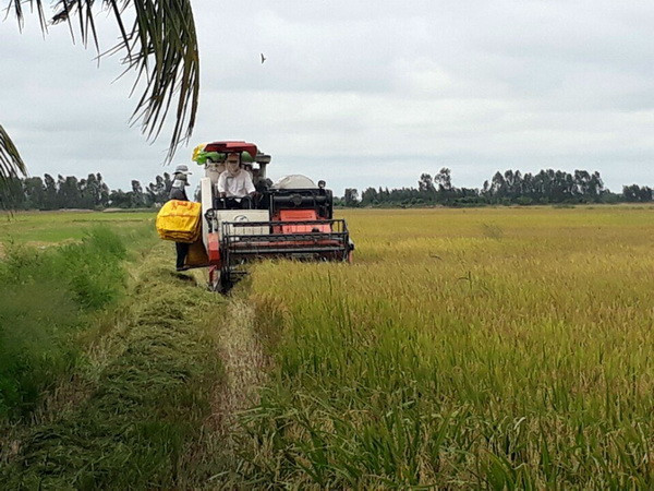 Sản lượng lúa Hè Thu của Long An đạt cao nhất từ trước đến nay ảnh 1
