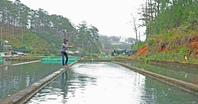 Đà Lạt: Người nuôi cá tầm lao đao do cạnh tranh cá tầm ngoại nhập ảnh 2