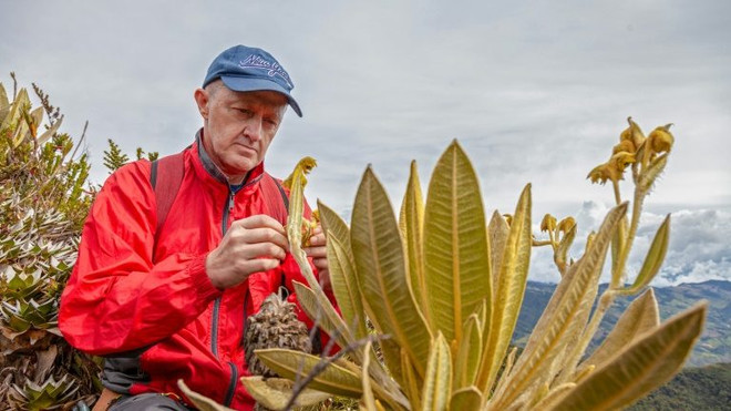 Phát hiện loài cây mới thuộc họ Cúc có khả năng giữ nước ảnh 1