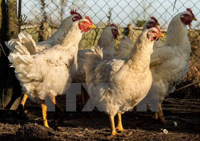 Tây Ban Nha sẽ tiêu hủy hơn 17.000 con vịt nghi nhiễm H5N8 ảnh 1