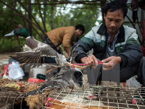 Trung Quốc nỗ lực khống chế sự bùng phát dịch cúm gia cầm H7N9 ảnh 1