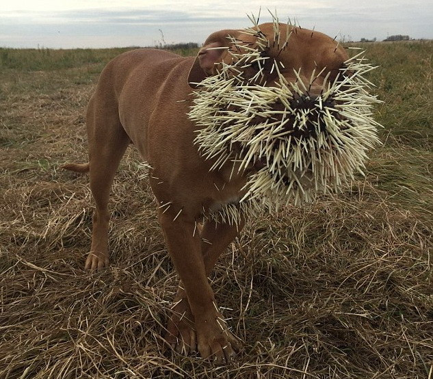 Chú chó may mắn sống sót khi bị lông nhím đâm vào tim, phổi ảnh 1